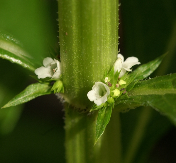 Lycopus australis